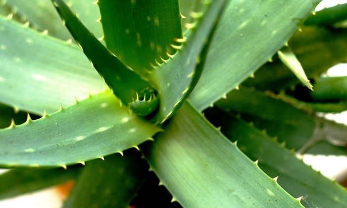    Алоэ вера: больше, чем просто комнатное растение - раскрываем уникальную пользу!