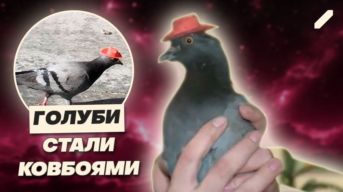 Мем с клеем: кто и зачем приклеивал ковбойские шляпы к головам голубей в Лас-Вегасе