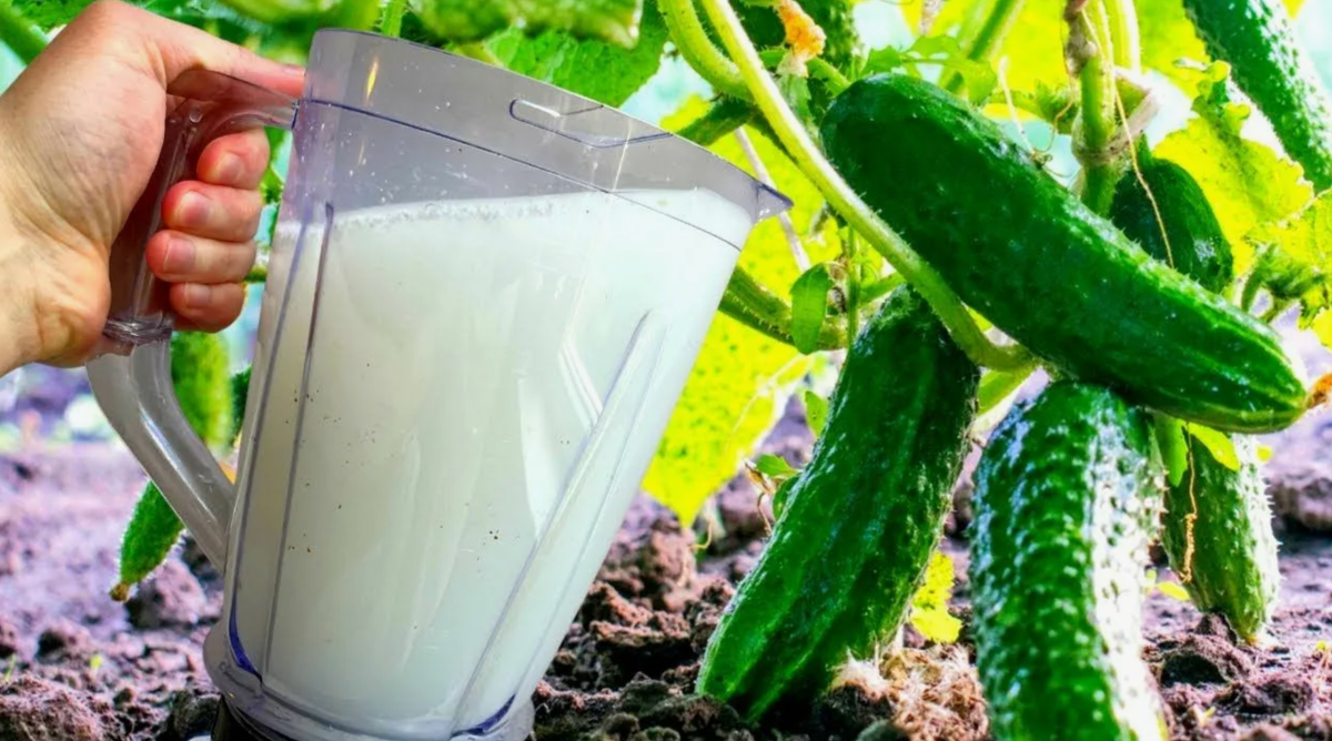 все тонкости применения молочной подкормки