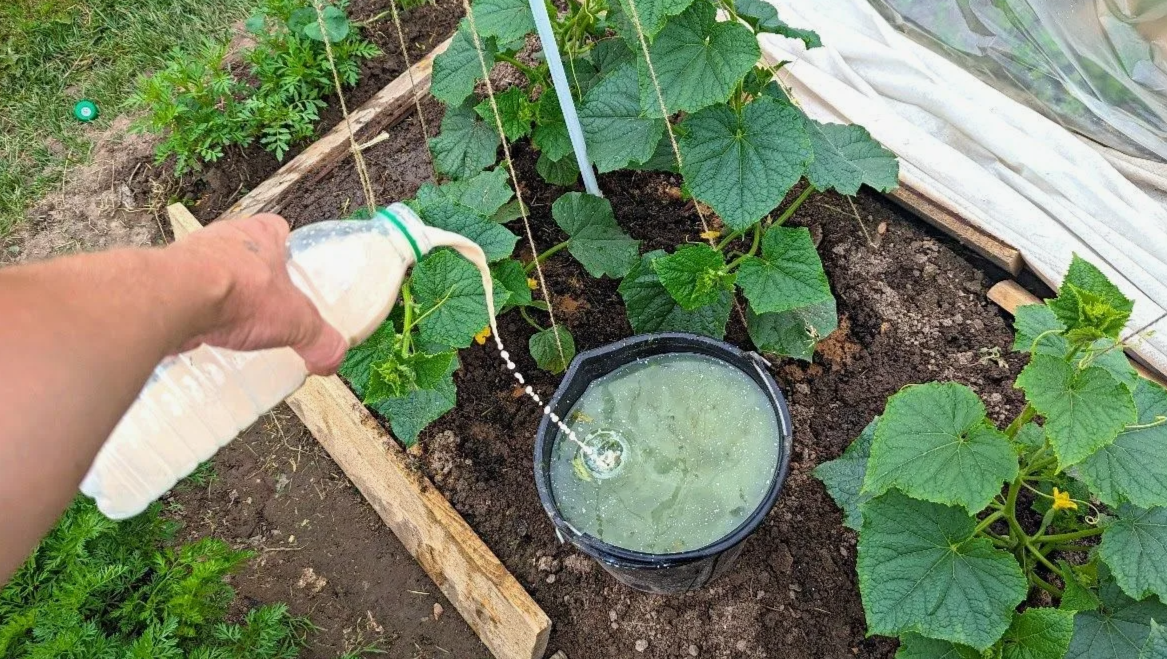 Молоко + травяной настой