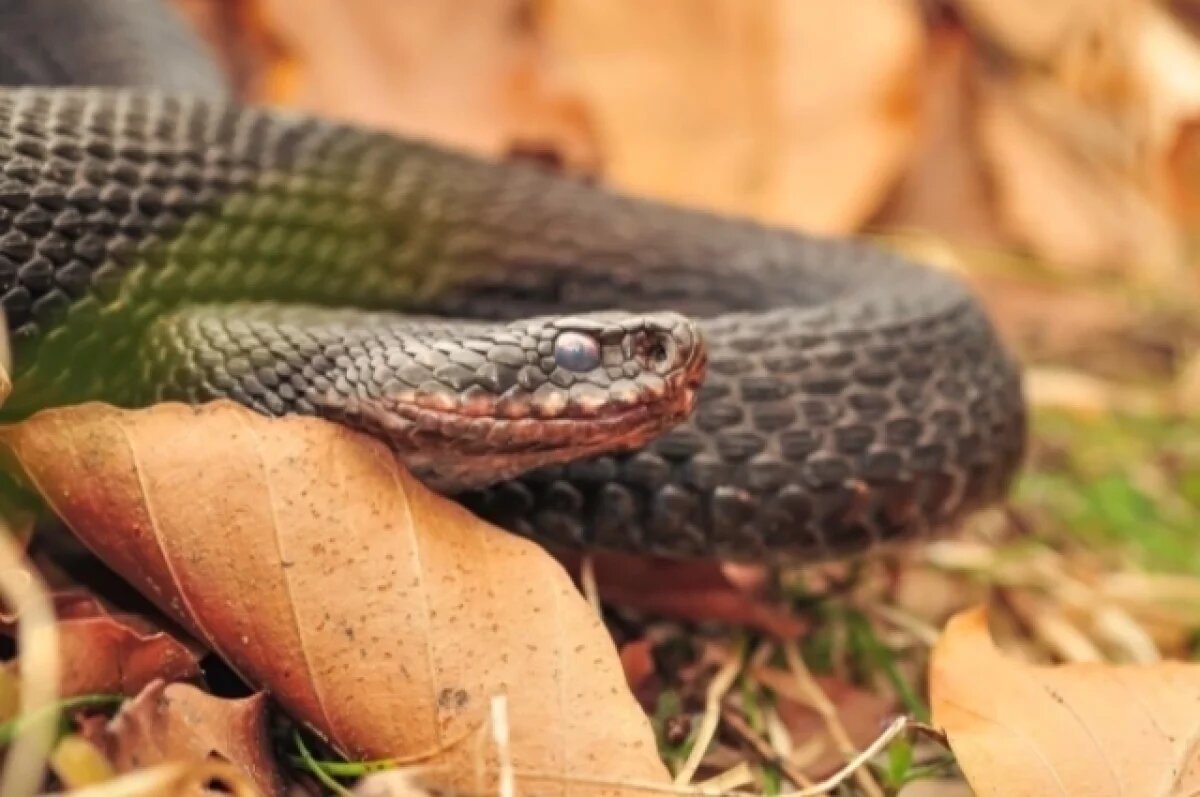    Укус гадюки может повлечь за собой неблагоприятные последствия для здоровья