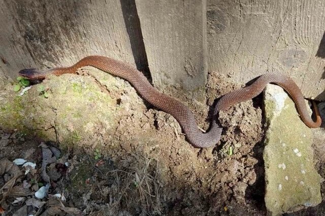    Фото: АиФ/ Анна Колобова