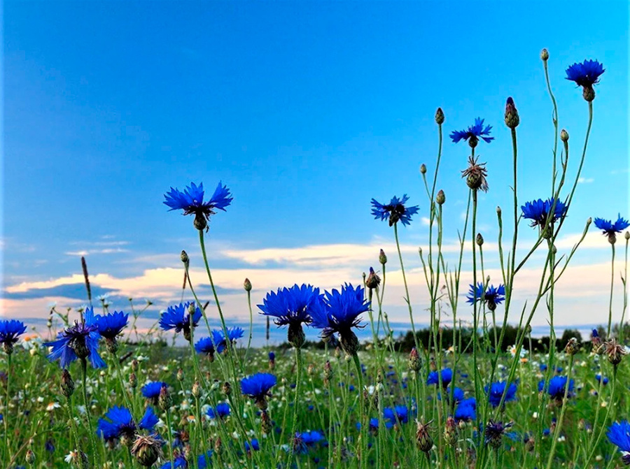     Каждый народ сам себе господин!