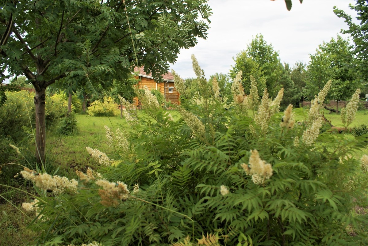    Рябинник и рябины. Фото автора