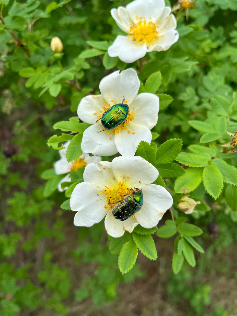 Золотистые бронзовки