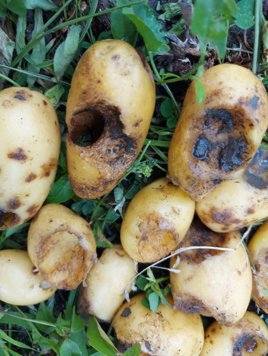 Красота, да?