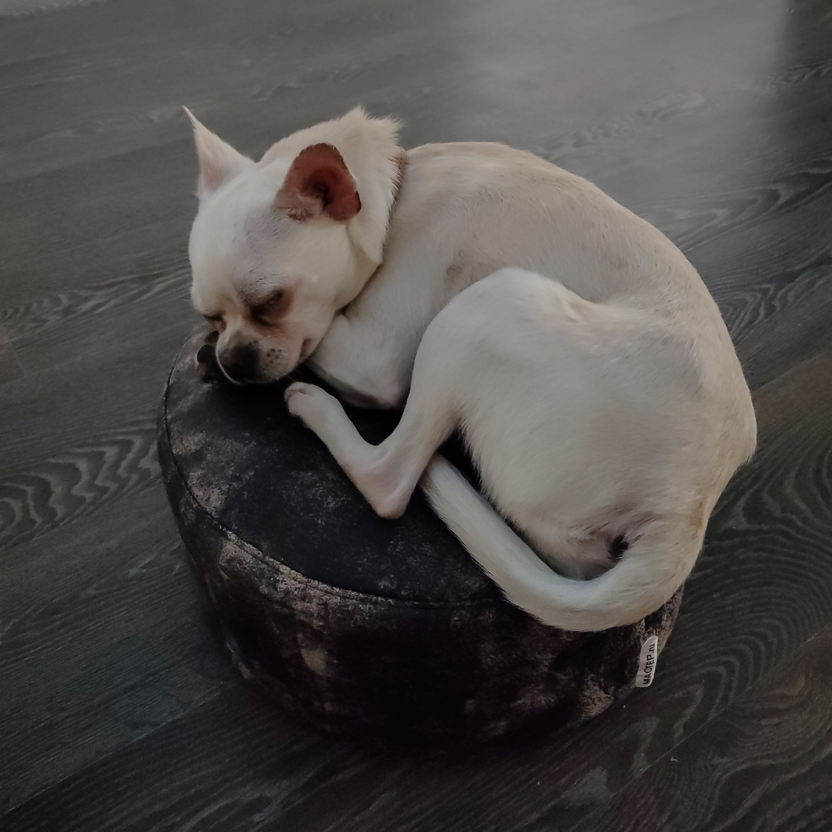 Ты на меня наговариваешь, хозяйка. Ну разве такая милая собаченька может сделать кусь? 