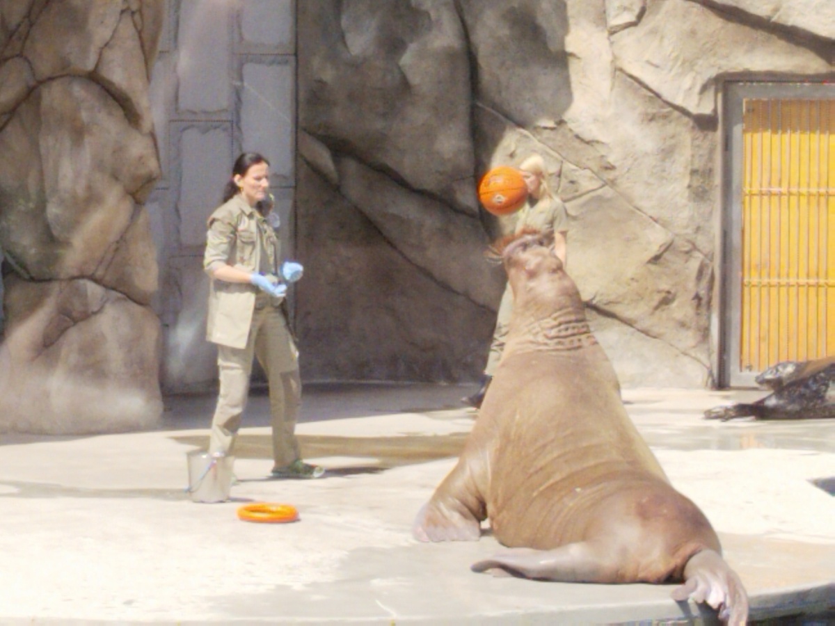 Морское представление