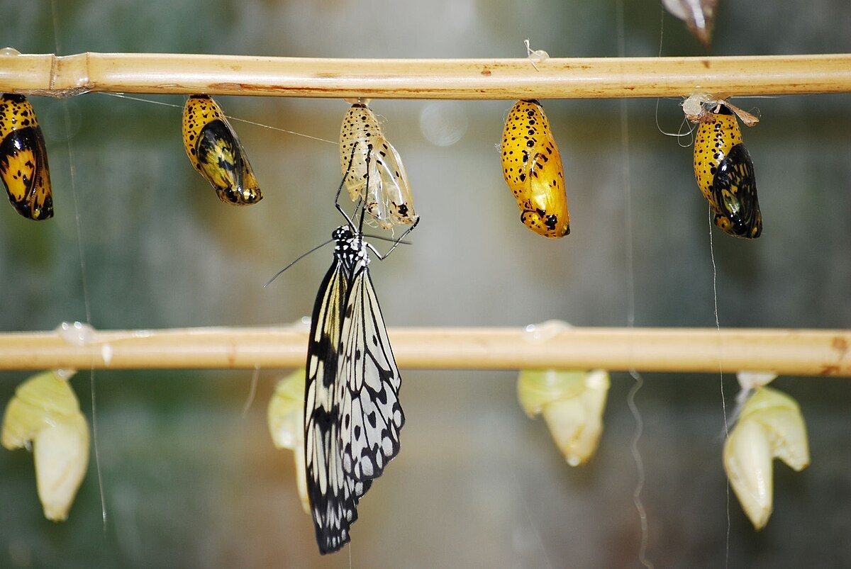 Бабочка Идея Левконоя (Idea leuconoe) и её золотистые куколки. Фото Małgorzata Miłaszewska, 2007 г.