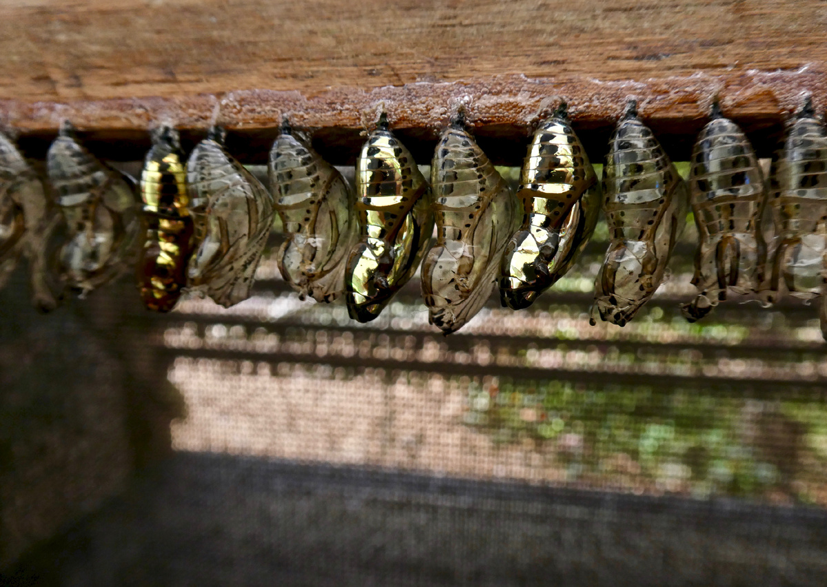 Куколки бабочки Mechanitis polymnia. Некоторые из них уже потемневшие – скоро родится бабочка! А некоторые – и вовсе пустые. Фото F Delventhal, 2018 г. 