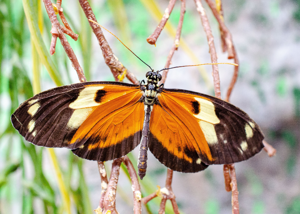 А так Mechanitis polymnia выглядит на стадии имаго. Фото MichalLojka, 2020 г. 