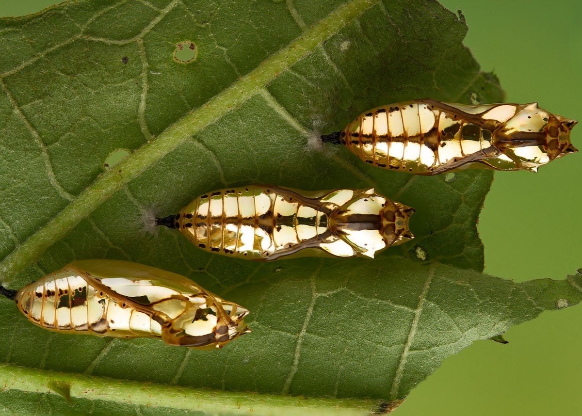 Куколки бабочки Mechanitis polymnia. Фото Amorin