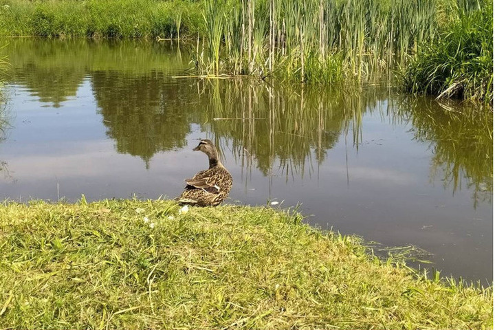 25 июля на Брянщине стартует сезон охоты