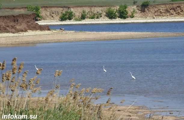    Цапли на Волге. Камышинский район