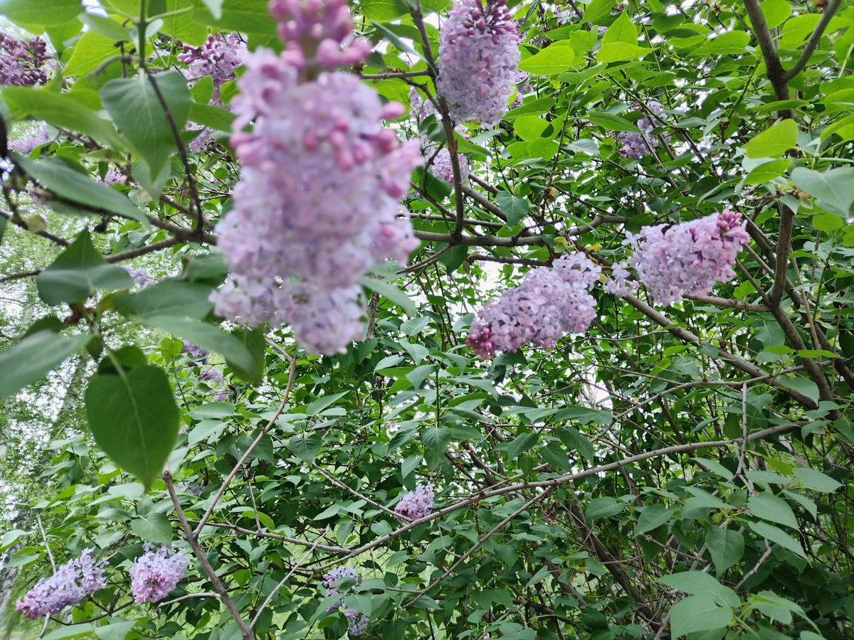 Фото автора.