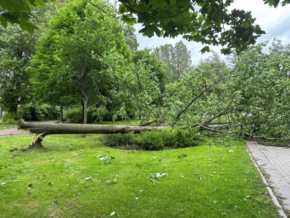    Последствия сильного ветра в Санкт-Петербурге© Фото : Комитет по благоустройству Санкт-Петербурга