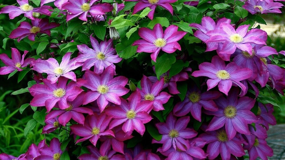     Автор: Liz West Источник: Викимедиа/лицензия СС