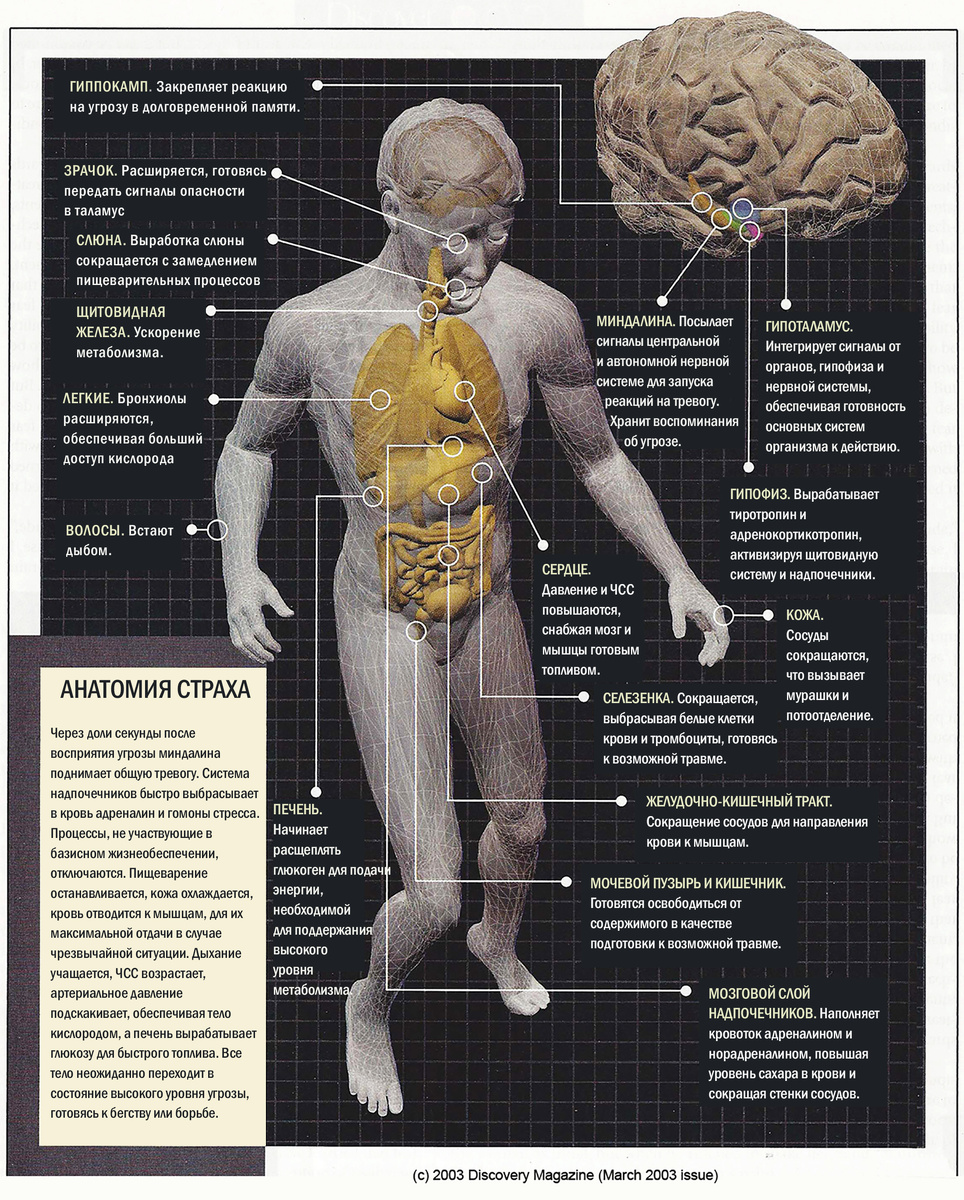 Анатомия страха