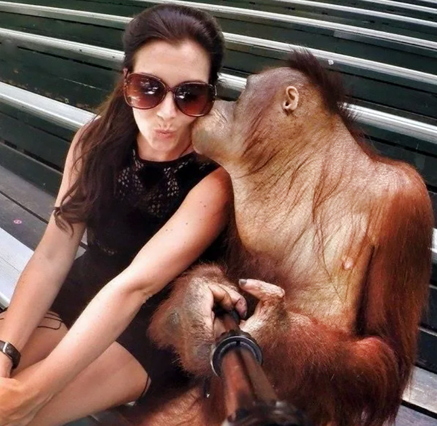Поцелуй орангутана