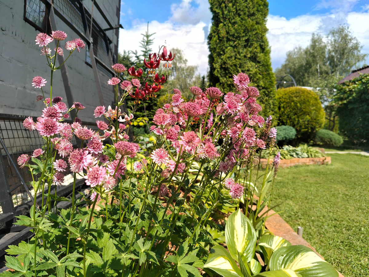 Астранция (Astrantia) 'Розеа' в нашем саду 2025. Фото автора @Маша Генералова