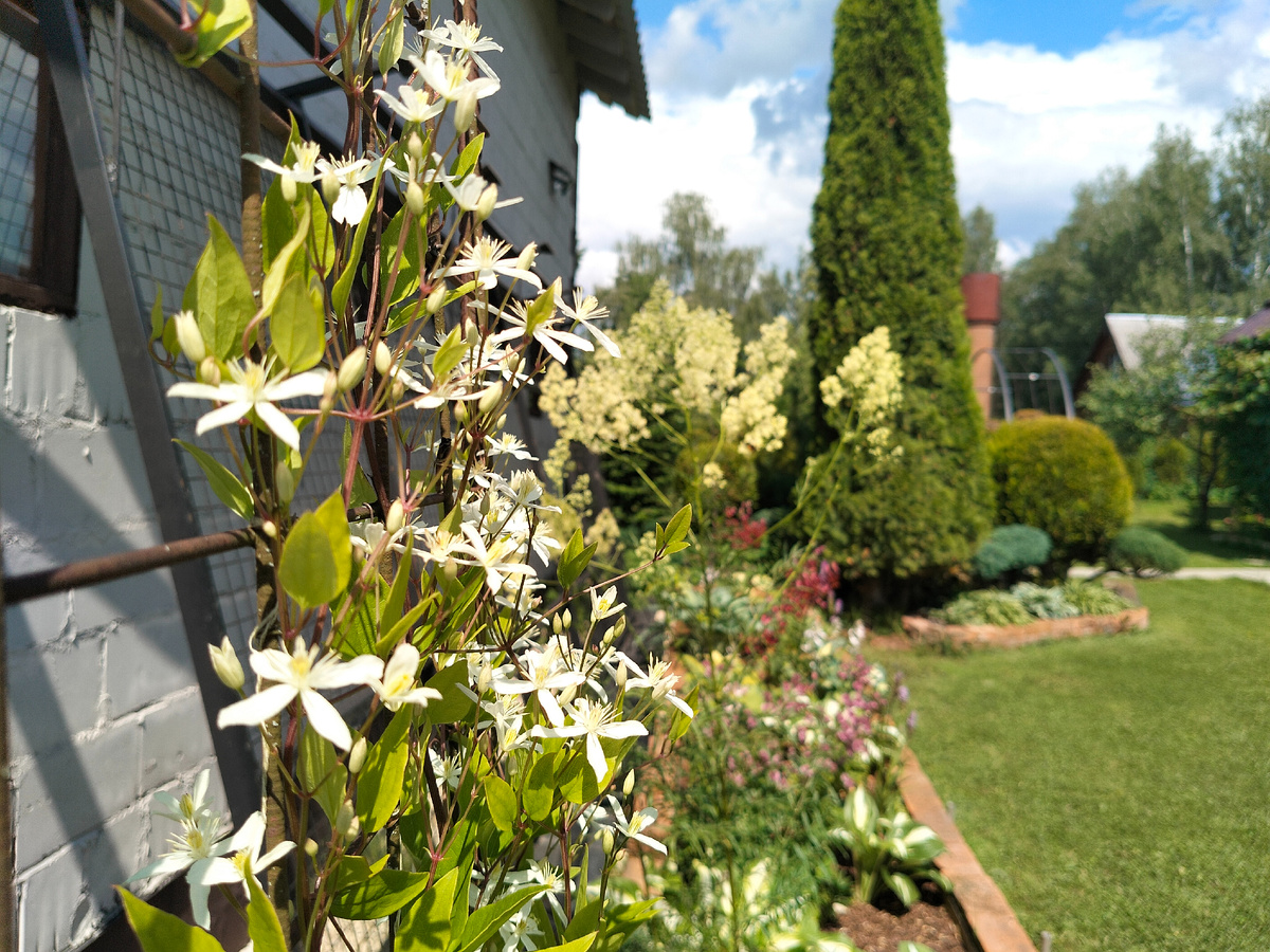 Клематис Жгучий (Clematis flammula) в нашем саду 2025. Фото автора @Маша Генералова