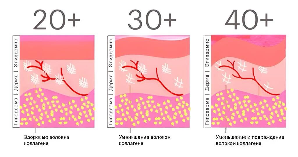 Как меняется выработка коллагена 