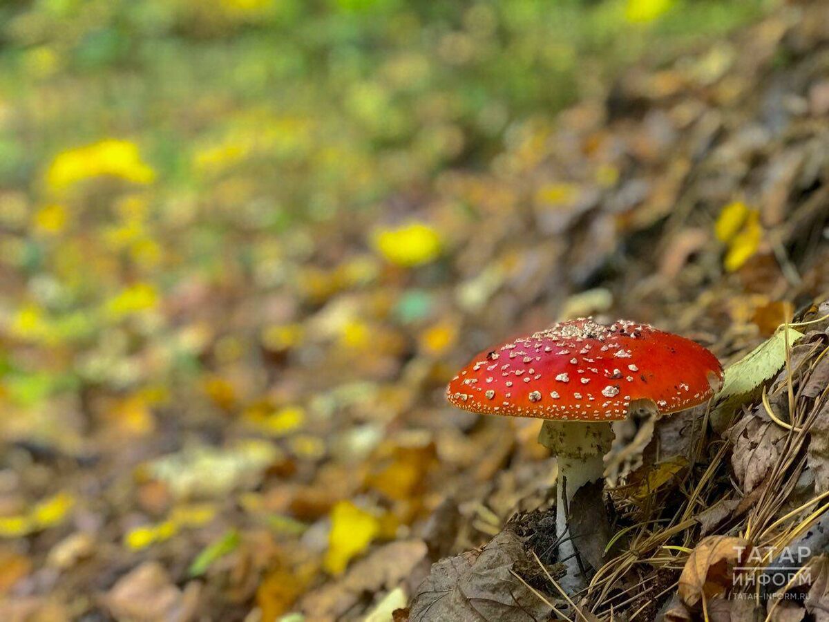 Фото: © «Татар-информ»