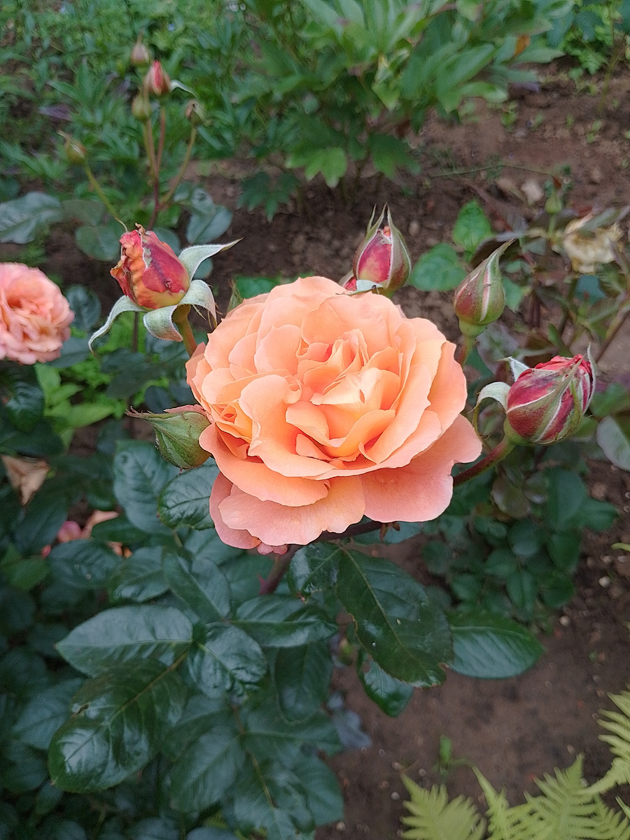 Фото автора.