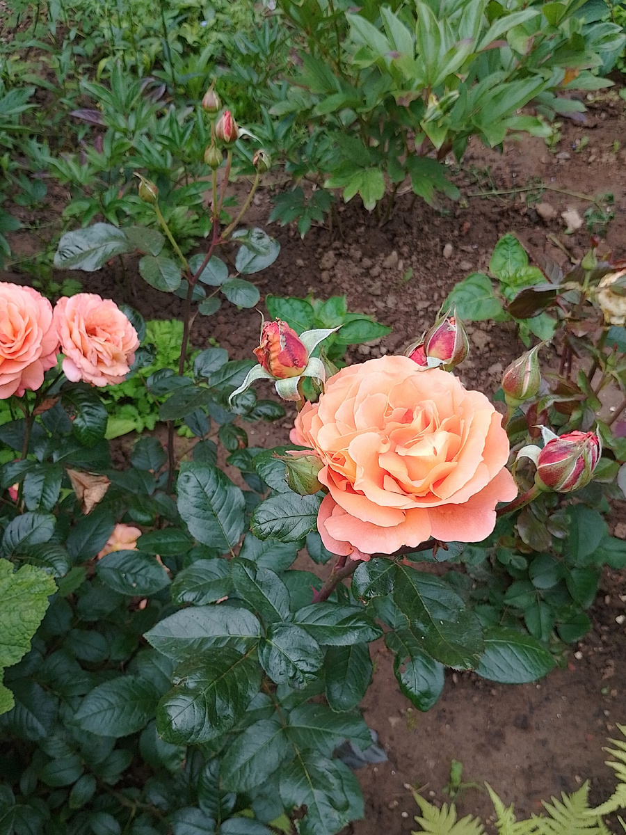 Фото автора.