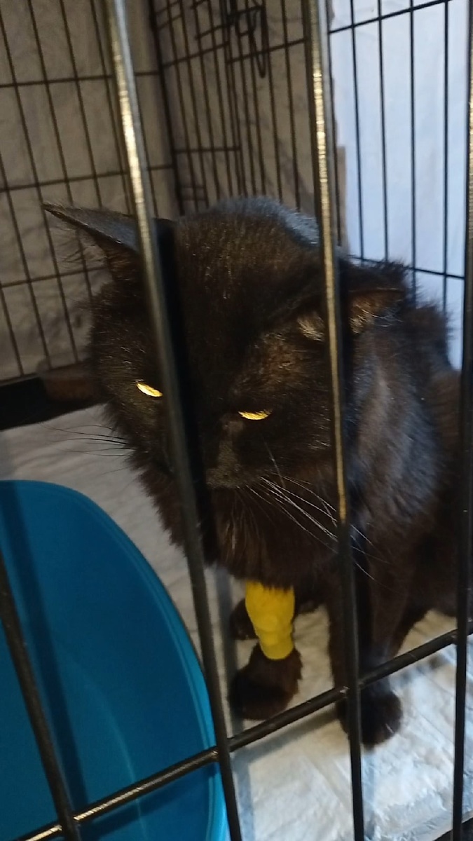 Грустный Боб