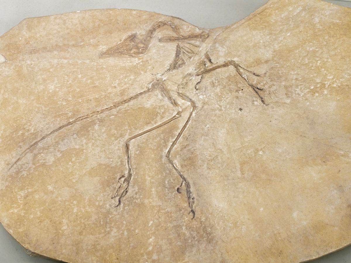 Скелет археоптерикса (слепок). Отложения поздней юры, Германия. Это пятый экземпляр первой птицы, был обнаружен в 1951 году. Оригинал экспонируется в г. Айхштфтт (Германия) и является самым маленьким из 10 известных полных экземпляров археоптериксов