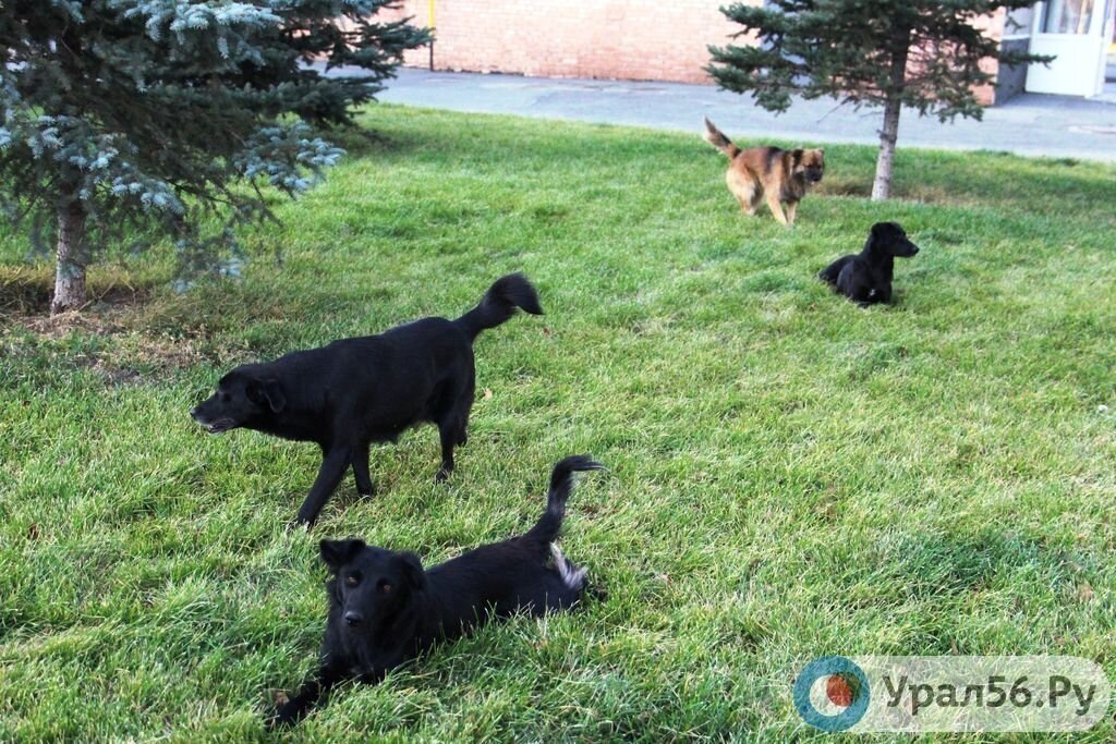    Подрядчики не хотят браться за большой контракт на отлов собак в Орске. Тендер на 12,5 млн рублей вновь не разыграли