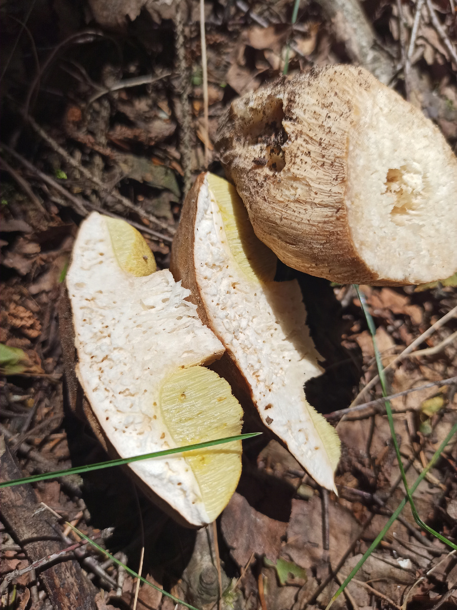 Белый. Червивый в труху. 