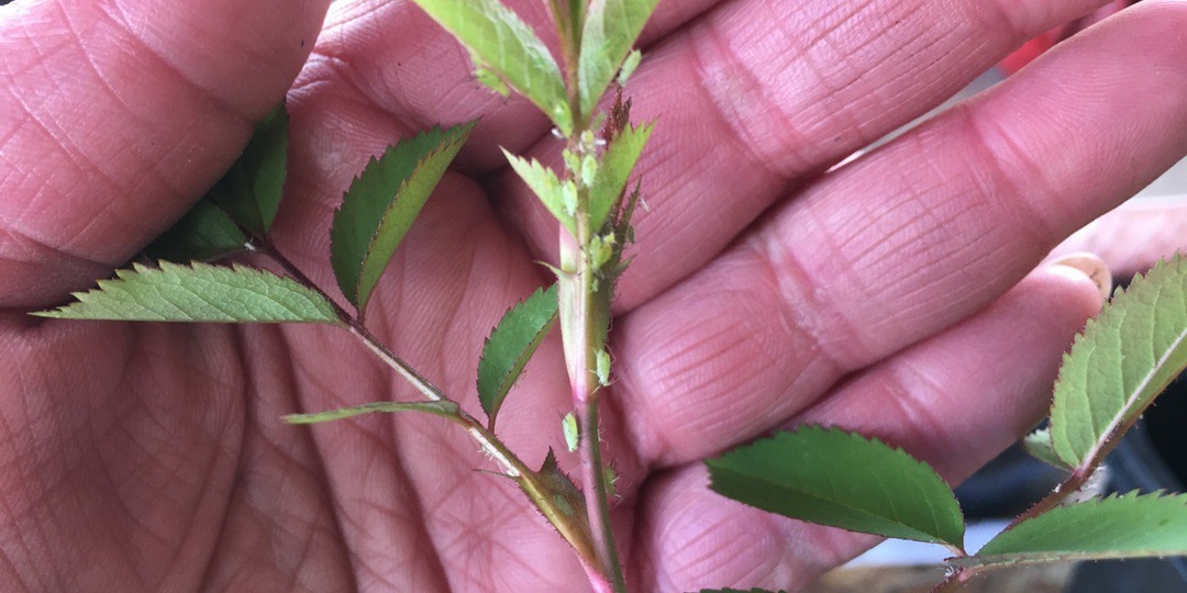 Как избавиться от тли без химии: проверенные рецепты от дачников из СССР