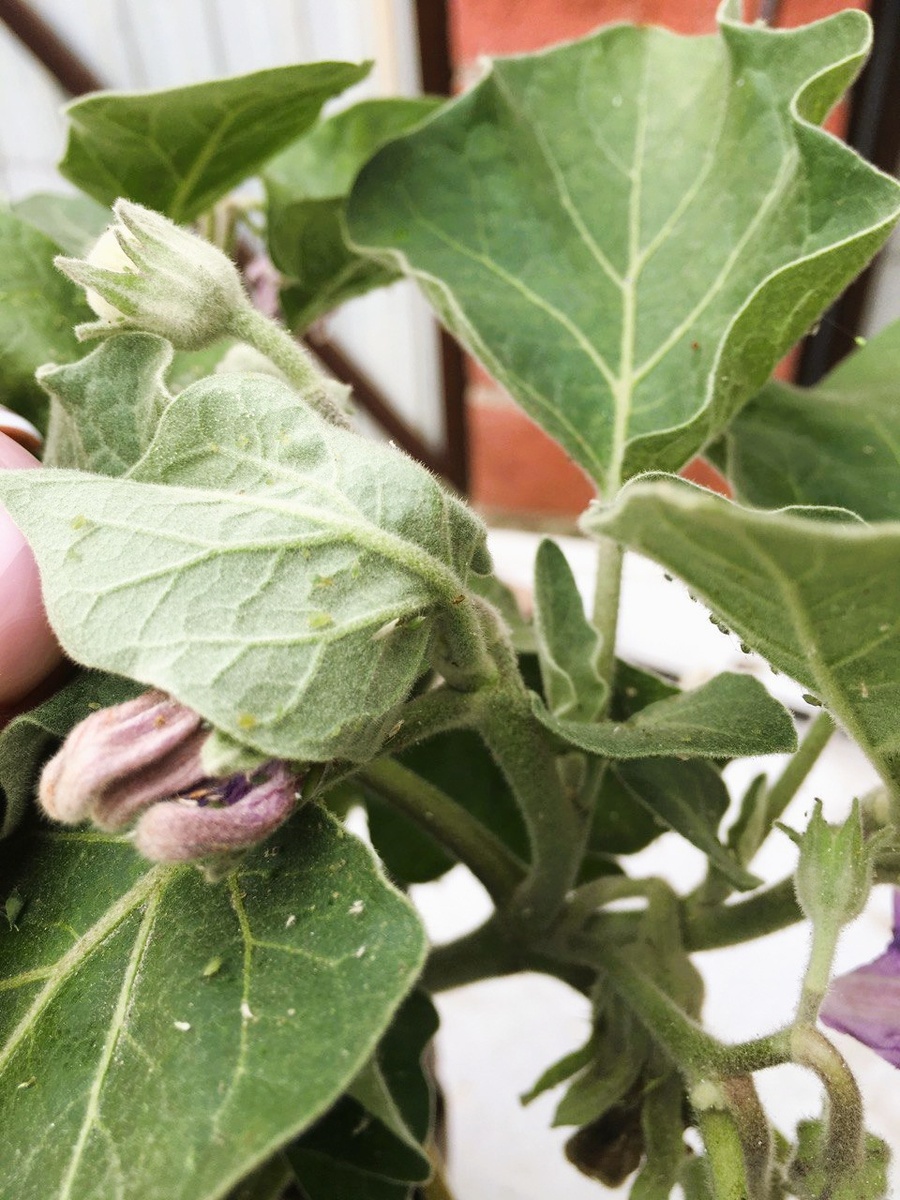 Тля на баклажанах. Подъедает молодые листочки