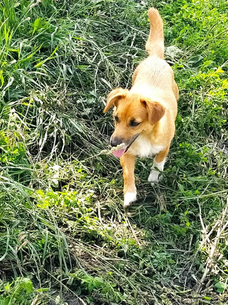 Мама щенков (тоже ищет дом)