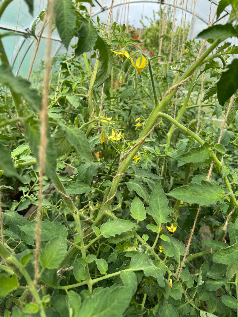 как защитить помидоры от фитофторы