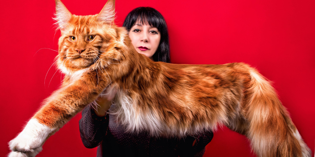 Мейн-кун — не кот, а проект: готовы ли вы к пушистому лосю в доме?