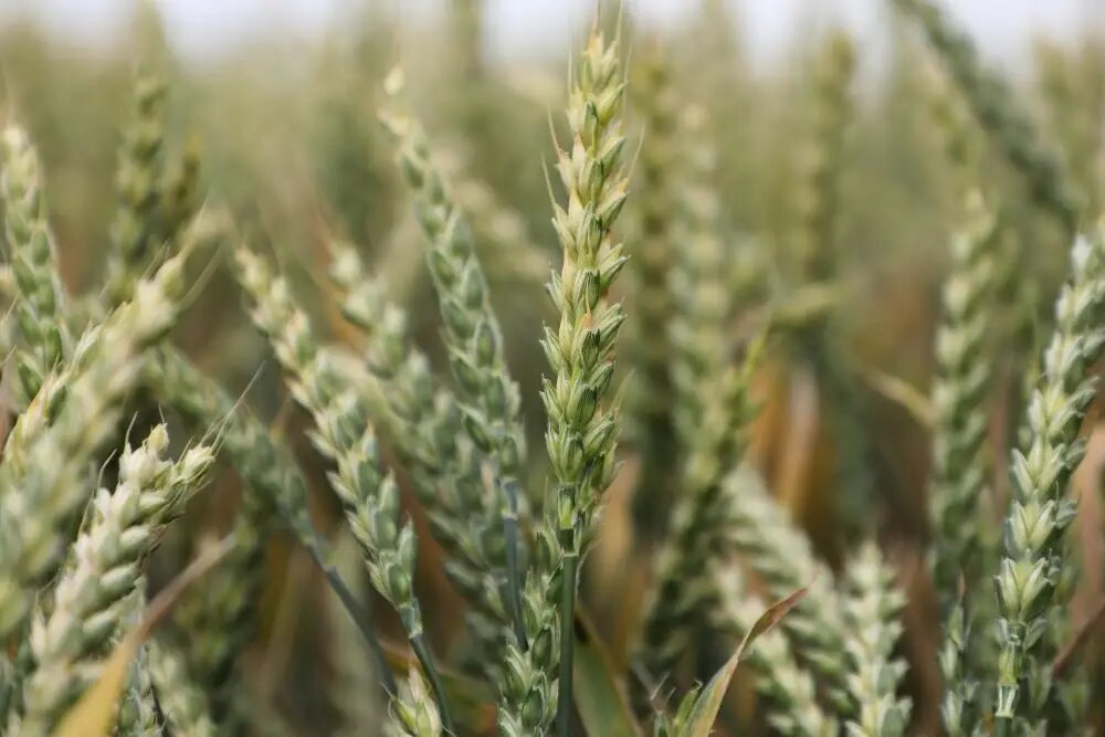    © Пресс-служба администрации Краснодарского края. Геннадий Аносов