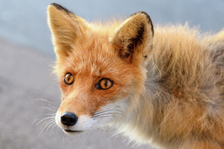     / Источник: ©РИА Новости/Сергей Красноухов