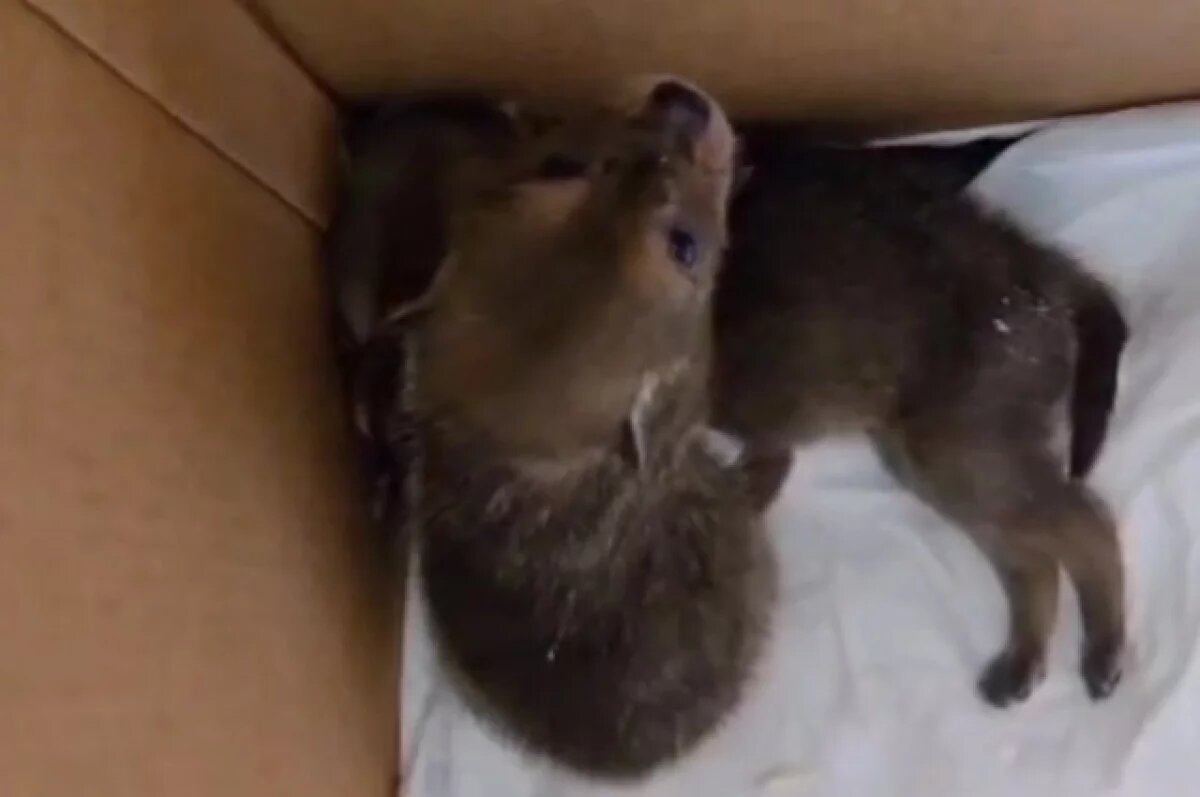    В ставропольском центре «Пеликан» растут двое шакалят