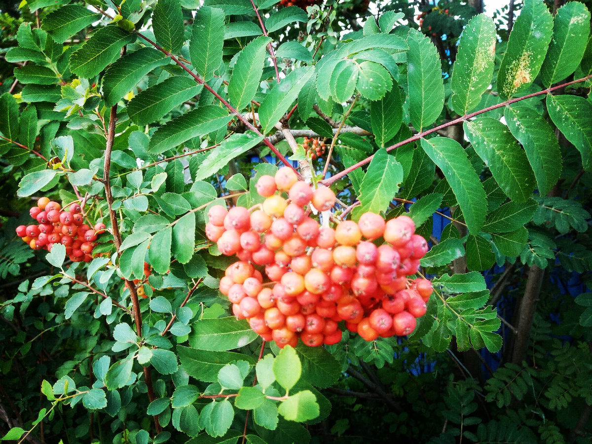 Фото автора.