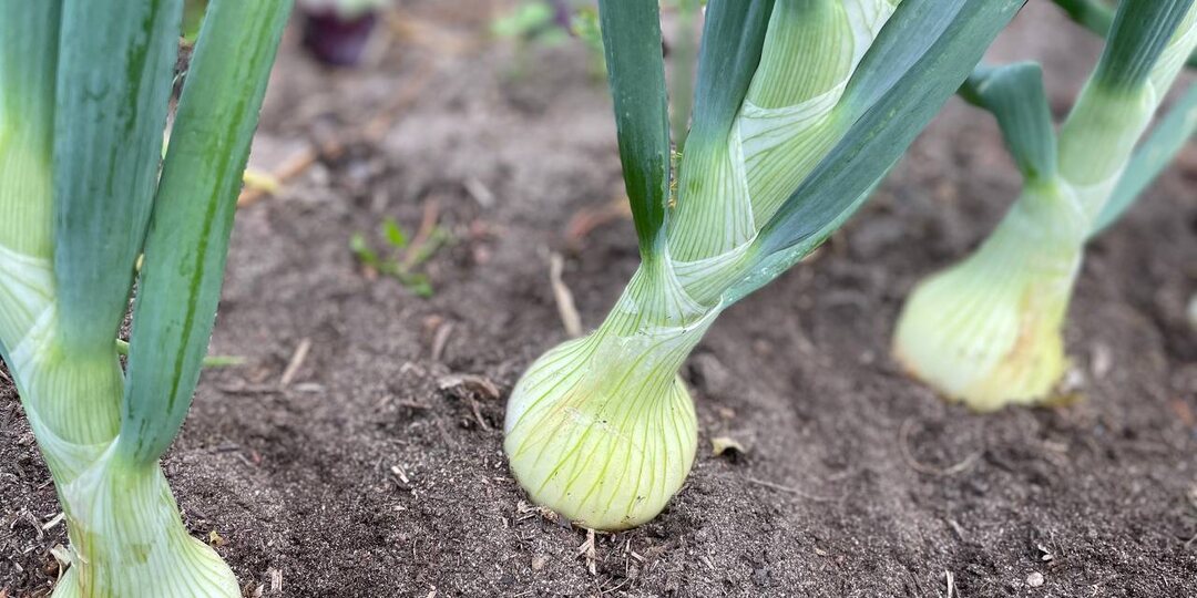Научилась выращивать лук без потерь: 5 шагов против луковой мухи