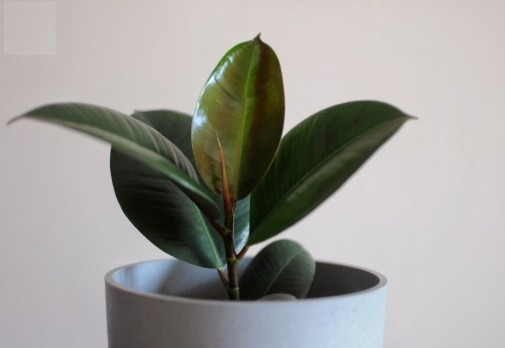    Фикус может совершенствовать уют и звуковую атмосферу в помещении, поглощая шумы и акустические волны