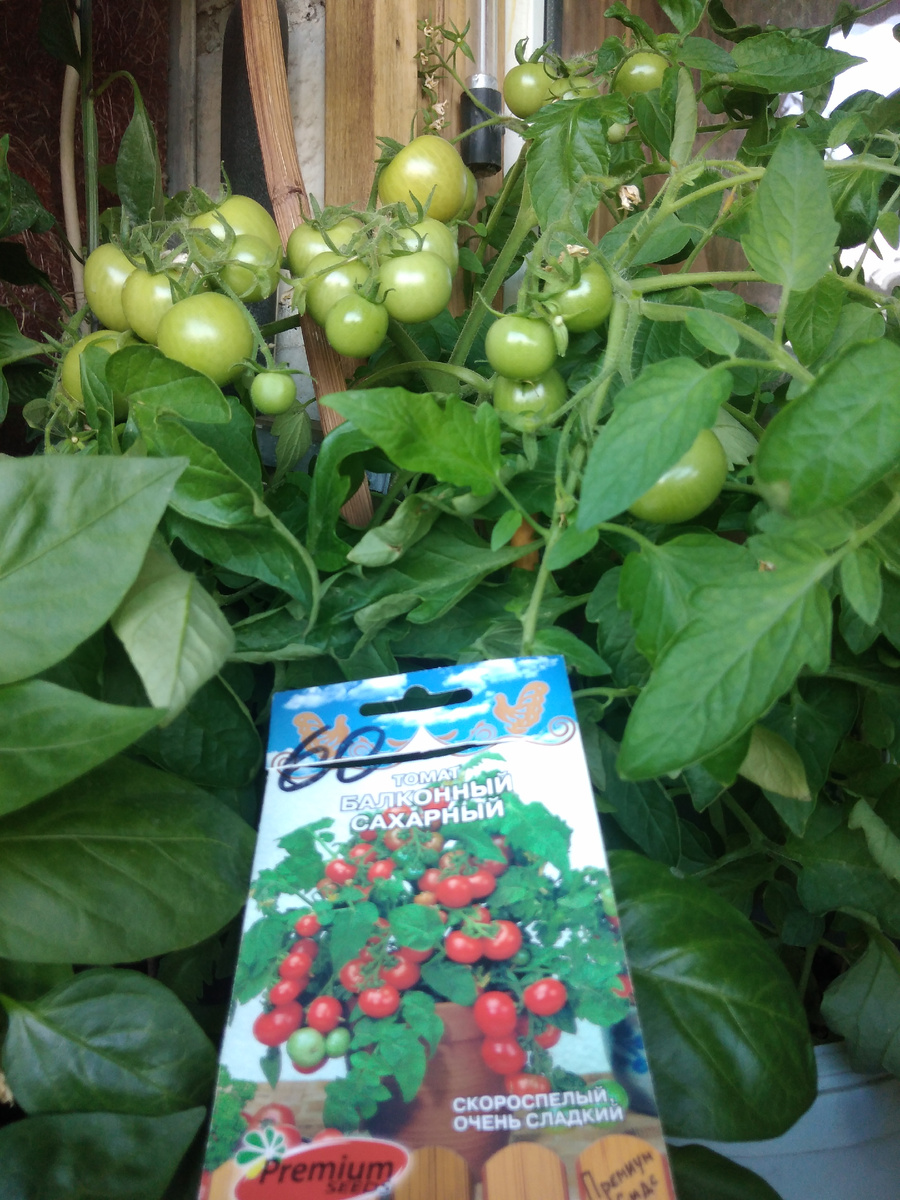 Помидоры радуют тем, что растут дружно. Фото автора канала