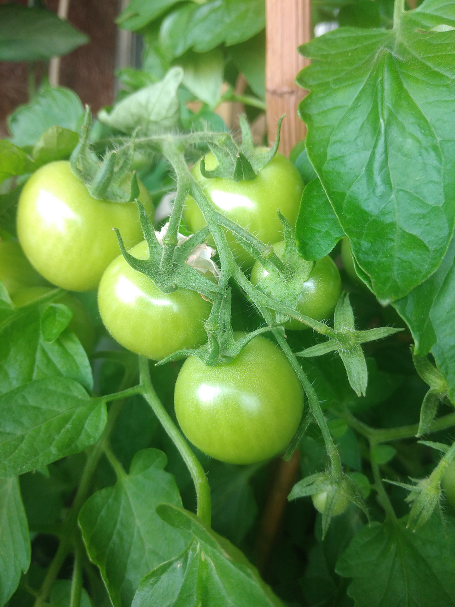 Первые помидоры на балконе. Фото автора канала