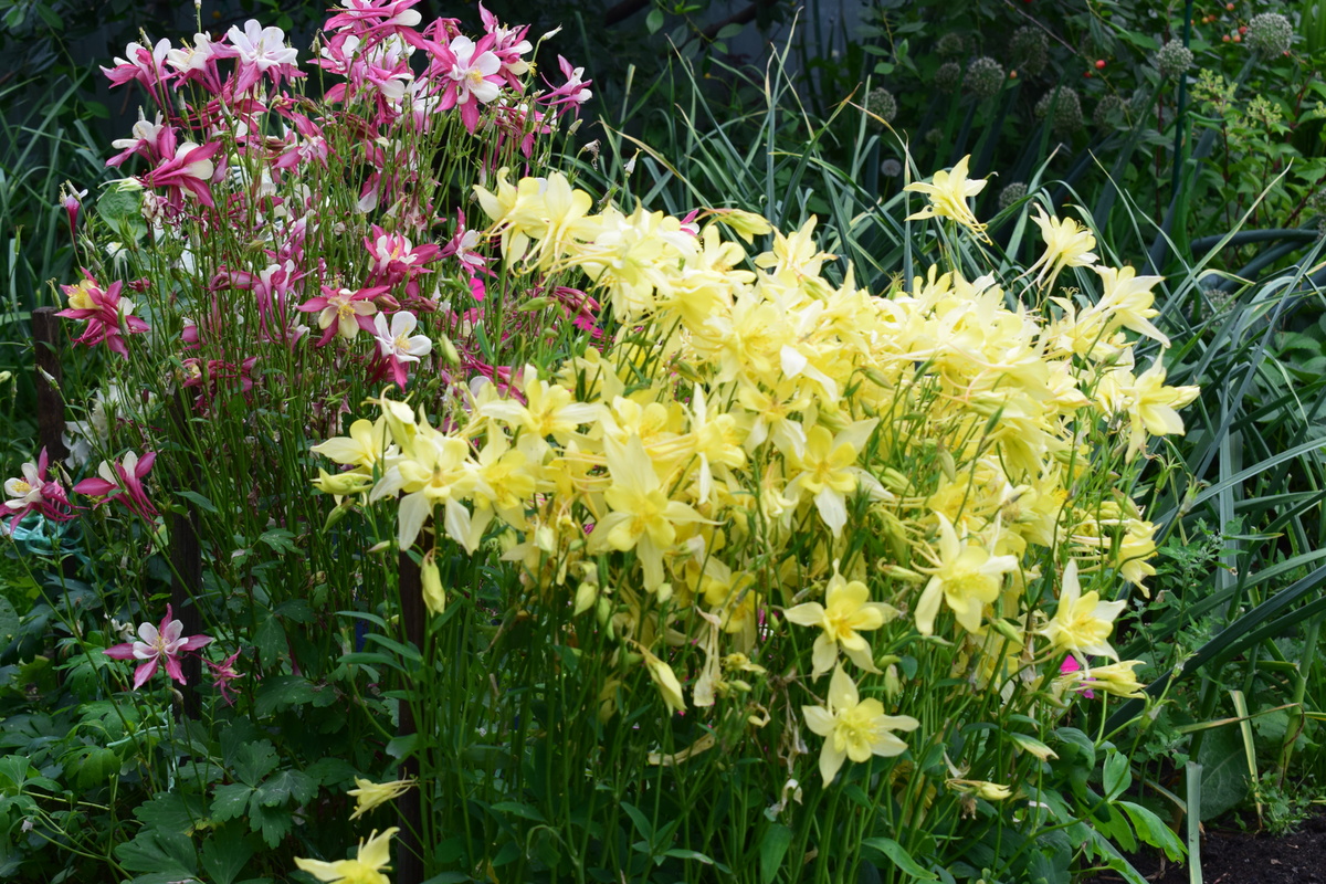так цветет моя аквилегия(фото автора)