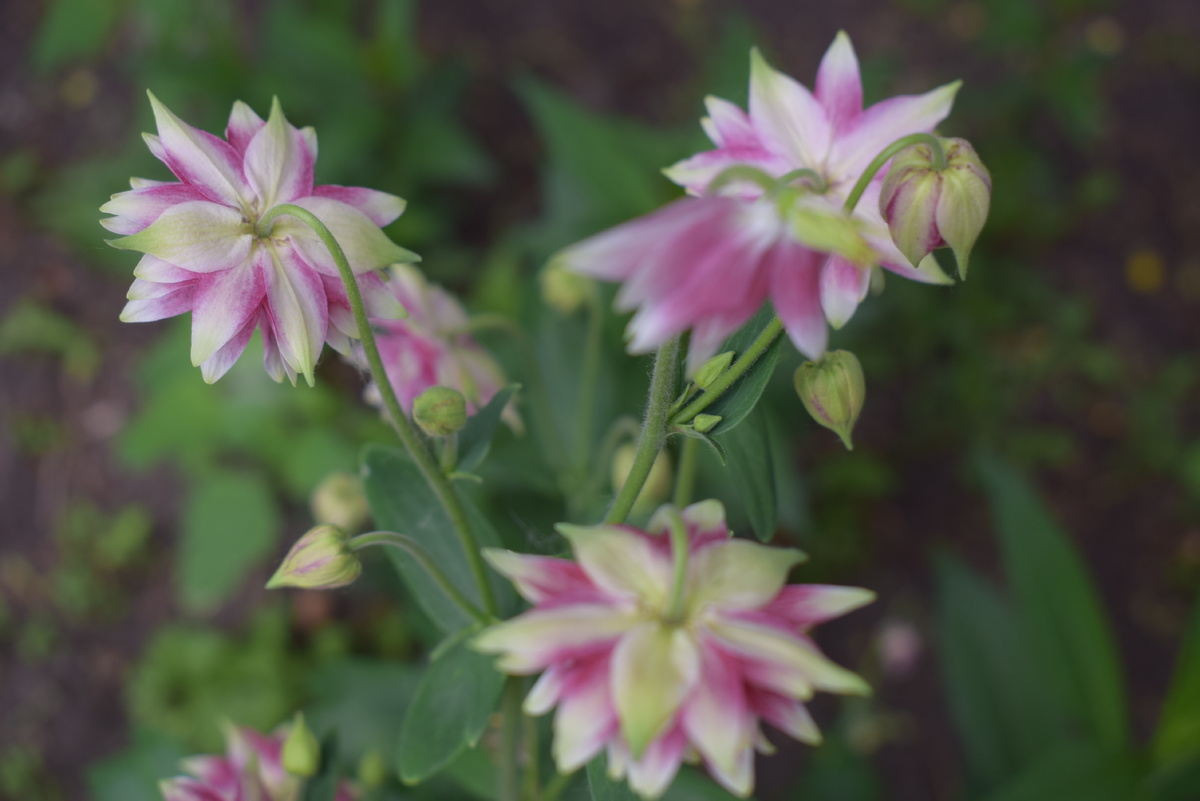 так цветет моя аквелегия(фото автора)