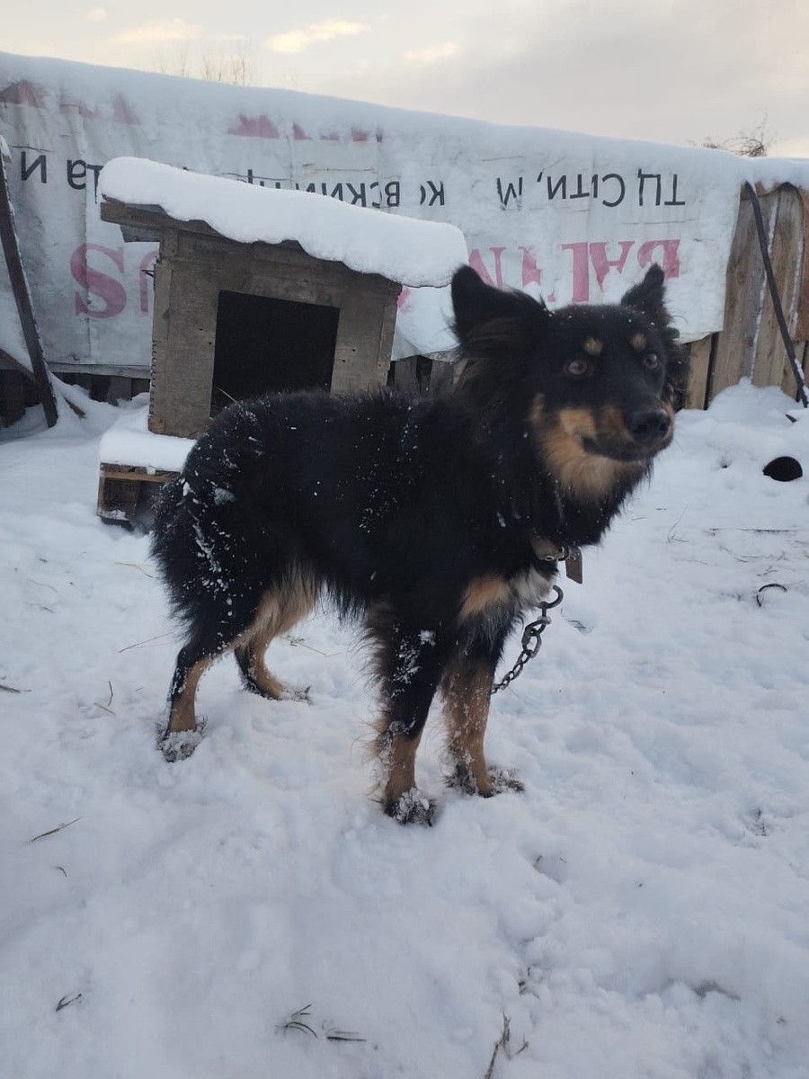 На такой короткой цепи собака практически лишена возможности двигаться