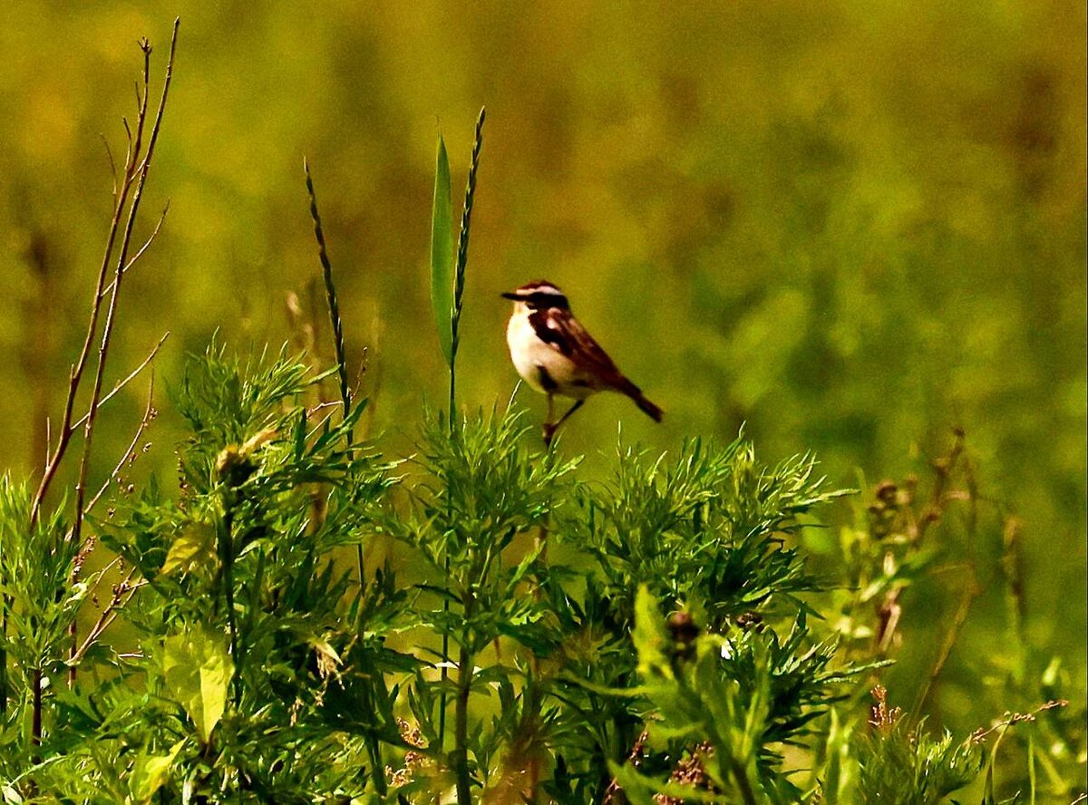 Луговой чекан
